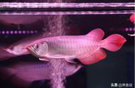 龙鱼养殖新手指南：如何轻松养出红龙鱼的艳丽色彩