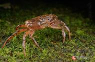 图虫摄影：探索溪蟹的生态世界