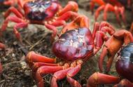 红蟹真的有毒吗？能否食用？