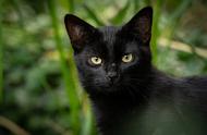 养黑猫是一种怎样的体验？晚上关灯后：我的猫咪去哪了？