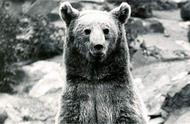 伊朗至意大利：熊中唯一的战士，炮弹搬运零失误