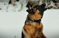 忠诚的守护者：德国牧羊犬，阿尔萨斯狼犬的美誉