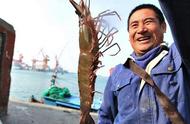 青岛渔民捕获巨型野生虾，售价50元一只，瞬间售罄