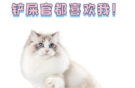 新手养宠指南：如何挑选布偶猫？