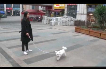 女士购买小型犬，结果却变成了大型犬，这是混血犬吗？