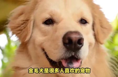 长时间闭门不出，金毛犬养护的禁忌