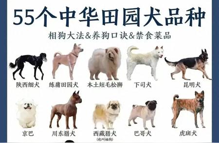 中华田园犬大集合：55个品种等你来挑选！