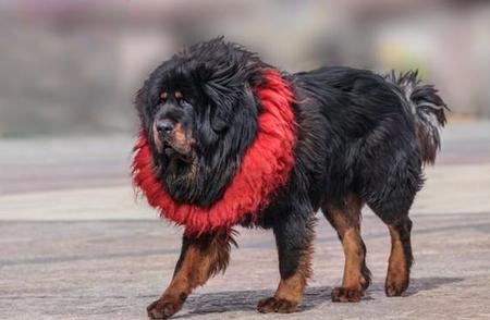 西藏惊现众多羊尸，附近藏獒成谜，这些流浪犬的威胁程度有多高？