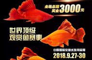 国内顶级水族赛事揭秘：孔雀鱼比赛规模只能排第三，第一是谁？