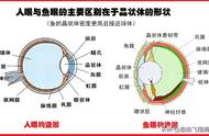 揭秘鱼的视觉世界：它们真的不是色盲吗？