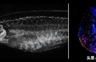 新研究揭示：斑马鱼如何修复受损心脏