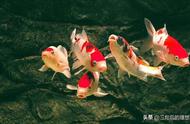 锦鲤鱼养殖：四大风水鱼之首的养护之道