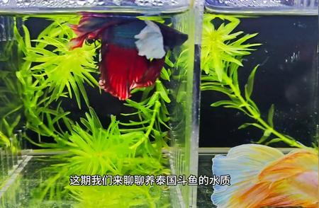 泰国斗鱼水质指南：助你深入了解这种美丽鱼类