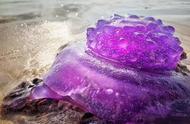 澳洲海域现神秘紫色水母，外形酷似太空飞船
