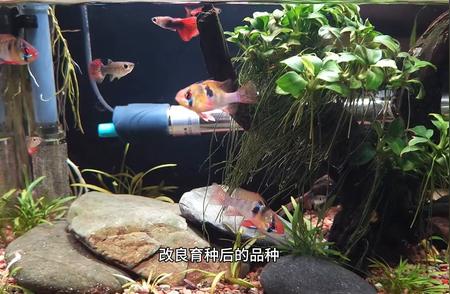 荷兰凤凰水族馆：探索水下的自然奇观