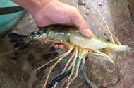 国内首次发现超级虾，最大可达一斤多！钓鱼爱好者远赴湄公河探寻