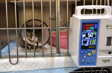 深度解析：猫狗受伤费用高昂，老鼠生病也不便宜——揭秘宠物医疗的高成本
