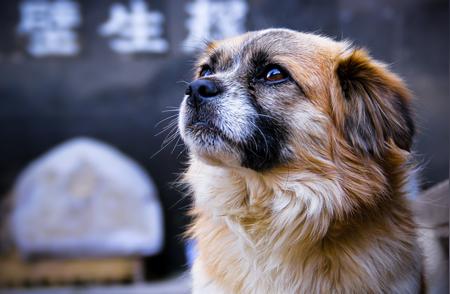 中华田园犬被移出禁养目录，背后隐藏了什么问题？——《新京报》专栏解析