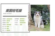 英国短毛猫蓝白：贵族气质与可爱萌态的完美结合