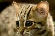 探索锈斑豹猫的魅力：为何它们如此可爱且适合饲养？
