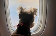 宠物也能坐客舱？飞行与宠物的完美融合