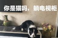 猫与边牧：相似性与区别解析