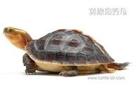 黄缘闭壳龟高背养护指南：打造健康背甲