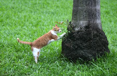 珠江公园爱心领养活动：让流浪猫找到温暖的家