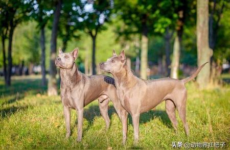 探索惠比特犬：优雅与力量的结合