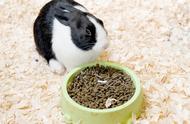 荷兰兔的日常喂养和食物禁忌：养兔新手必读！