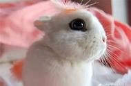 海棠兔：萌宠世界的可爱新成员