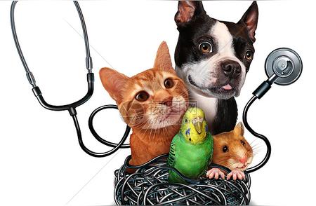 智能宠物听诊器：开启家庭宠物护理新时代