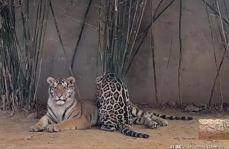 30张独特罕见动物瞬间：打工豹与老虎的亲密瞬间