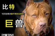 动物园猛兽遭遇比特犬挑战，老虎能否逆袭?