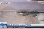 网购鳄鱼当宠物养？民警：触犯法律了！