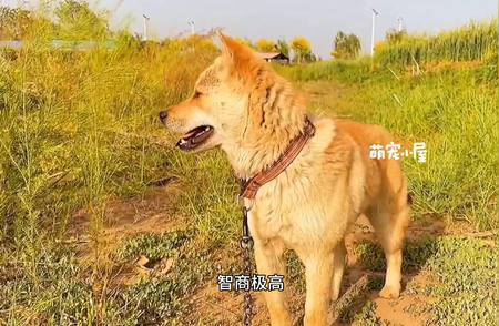 揭秘田园犬智商排名背后的真相