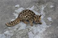 小金森林公安救助豹猫行动揭秘