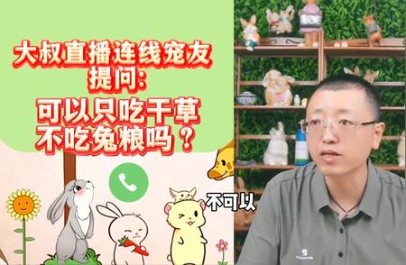 兔子只吃干草不吃兔粮可以吗？宠物兔的饮食探究