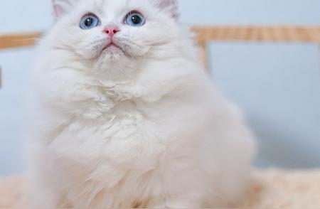 布偶猫：家庭宠物的完美之选