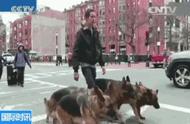 萌犬排行榜TOP10：你家的狗狗上榜了吗？