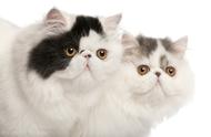 加菲猫与波斯猫：傻傻分不清的猫咪种类