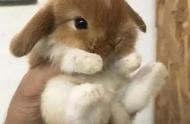 世界上最小兔子：比手掌还小