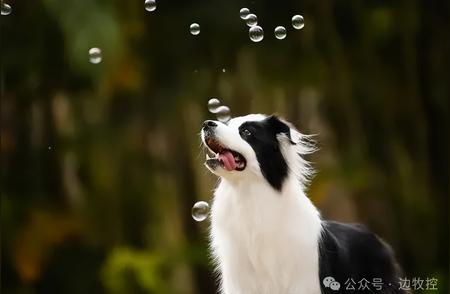 边牧犬如何认定主人？一生只认一个吗？