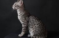小型豹的化身：埃及猫的独特魅力