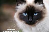 伯曼猫是什么品种的猫咪？