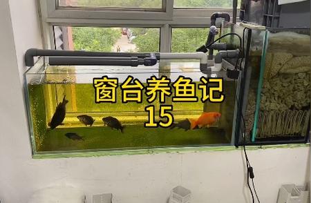 这就是黄金鲫鱼：水族新星登场！