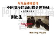 缅因猫5个月生长状况解析