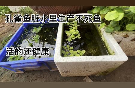 孔雀鱼脏水环境下的生存奇迹