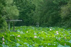 上海动物园荷花池盛景当前