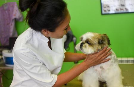 宠物健康管理师报考全攻略